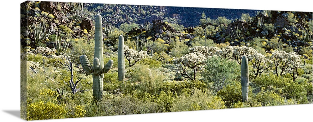 Cactus are photographed in panoramic view in a field that is filled with various types of foliage.
