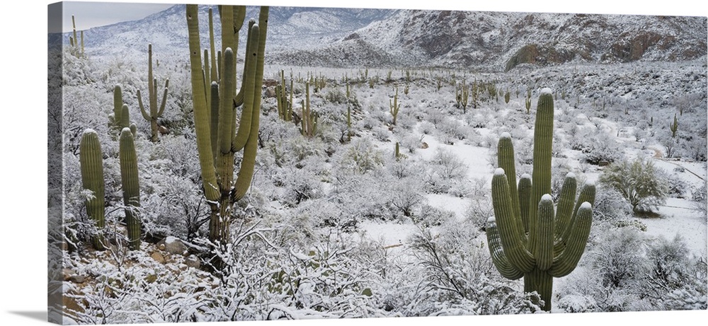 Saguaro Cactus in a desert after snowstorm, Tucson, Arizona, USA.