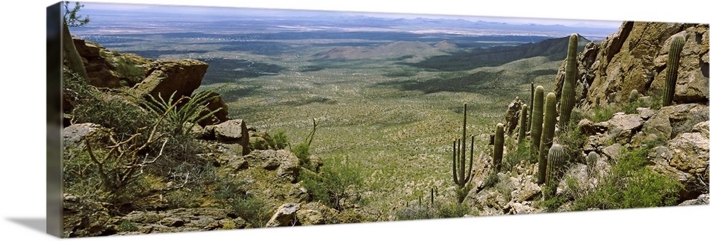 Saguaro cactus on a hillside, Tucson Mountain Park, Tucson, Arizona