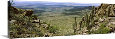 Saguaro cactus on a hillside, Tucson Mountain Park, Tucson, Arizona