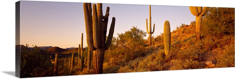 Saguaro Cactus on hillside, Superstition Mountains, Arizona Wall Art ...