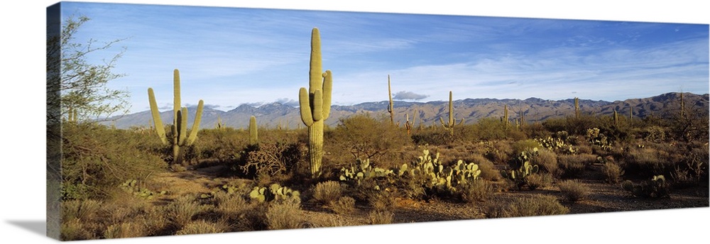 Saguaro cactus plants on a landscape, Saguaro National Monument, Arizona
