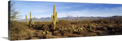 Saguaro cactus plants on a landscape, Saguaro National Monument, Arizona
