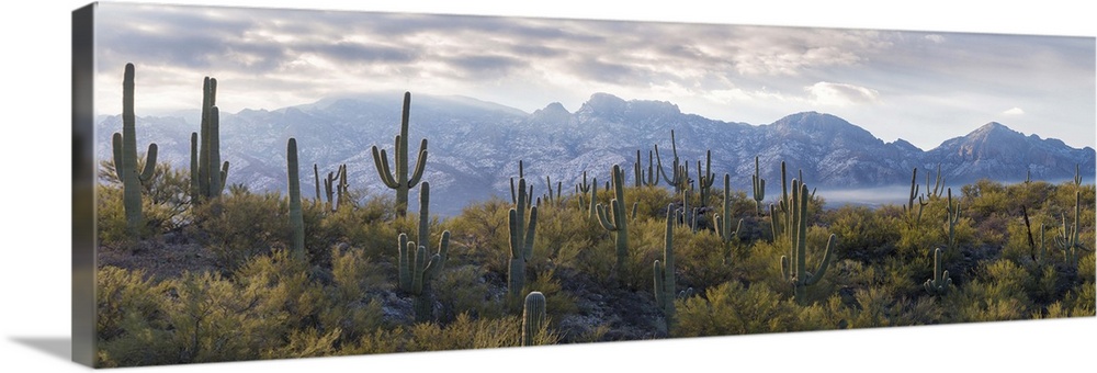 Saguaro Cactus with mountain range in the background, Santa Catalina Mountains, Honey Bee Canyon Park, Tucson, Arizona, USA.