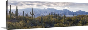 Saguaro Cactus, Santa Catalina Mountains, Honey Bee Canyon Park, Tucson ...