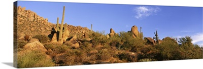 Saguaro Cactus Sonoran Desert AZ