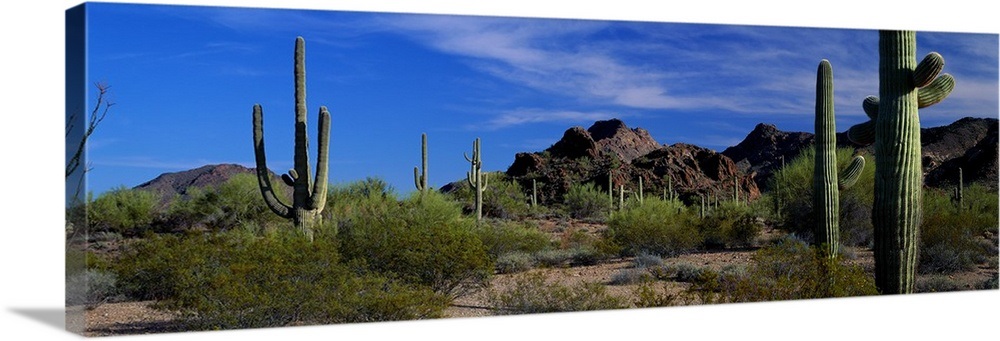 Saguaro cactus Sonoran Desert Scene Saguaro National Park Arizona Wall ...