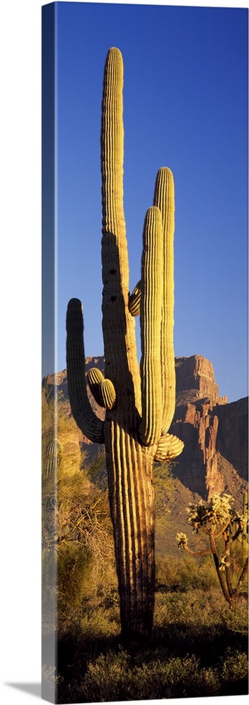 A lone organ pipe cactus grows in the desert at sunset in this vertical nature photograph.