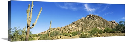 Saguaro & Cholla Cactus Sonoran Desert AZ