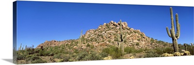 Saguaro & Cholla Cactus Sonoron Desert AZ