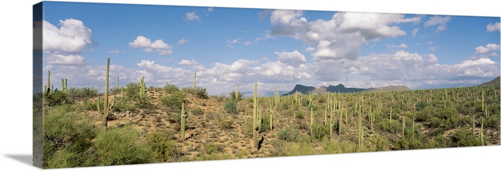 Saguaro National Park Tucson AZ