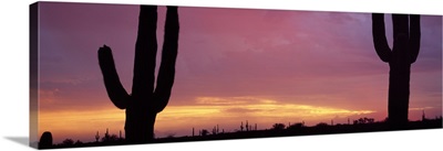 Saguaros at Sunset Tonto National Forest Maricopa County AZ
