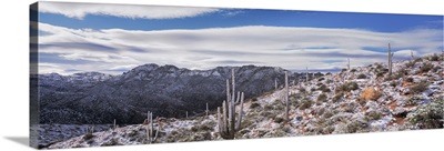 Saguaros w/ snow Tonto Nat'l Forest AZ