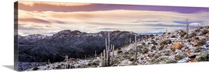 Saguaros w/ snow Tonto Nat'l Forest AZ image thumbnail