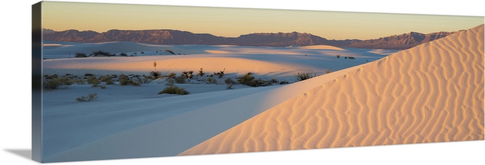Sand dunes and Yuccas at sunrise, White Sands National Monument, New Mexico, USA.