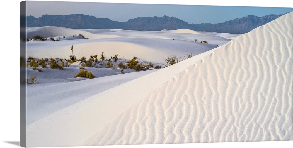 Sand dunes and Yuccas at White Sands National Monument, New Mexico, USA.