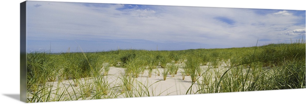 Sand dunes at Crane Beach, Ipswich, Essex County, Massachusetts