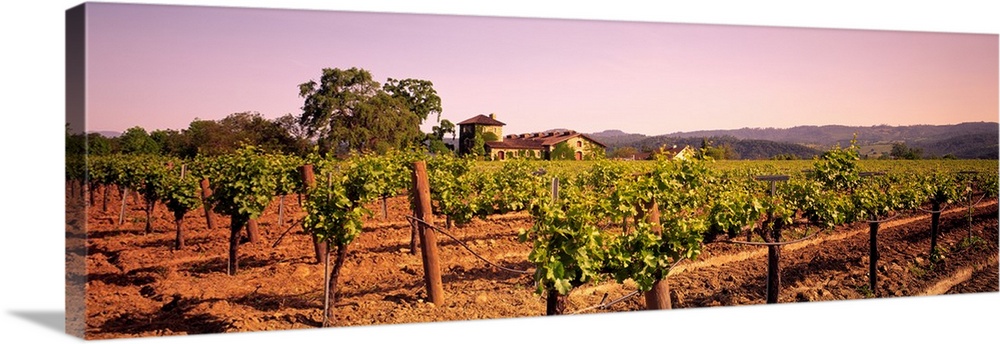 Panoramic photograph of grape vineyard with mountains in the distance.