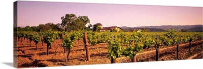 Sattui Winery St Helena CA