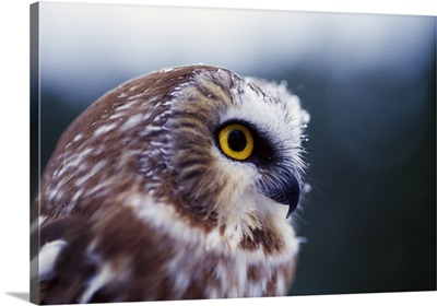 Saw-whet owl (Aegolius acadicus), portrait profile.
