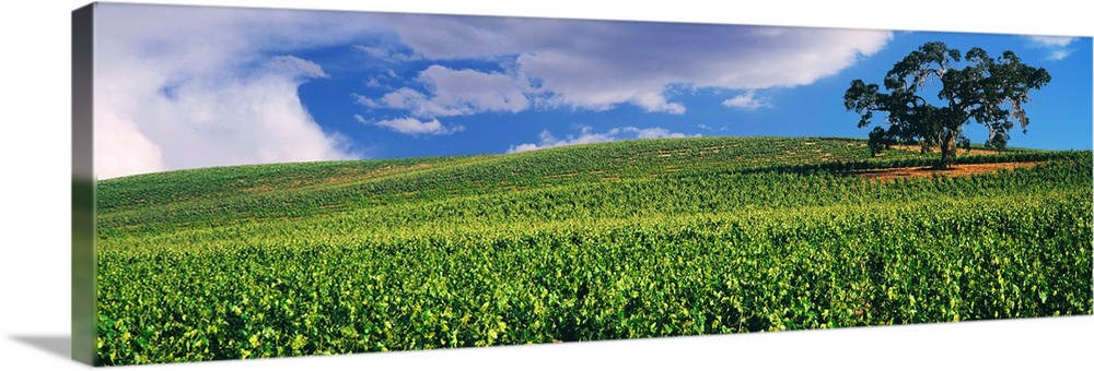 Scenic view of a vineyard, Paso Robles, San Luis Obispo County, California, USA.