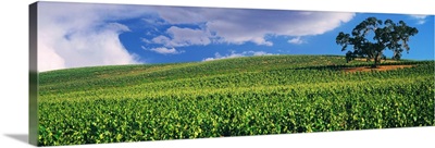 Scenic view of a vineyard, Paso Robles, San Luis Obispo County, California