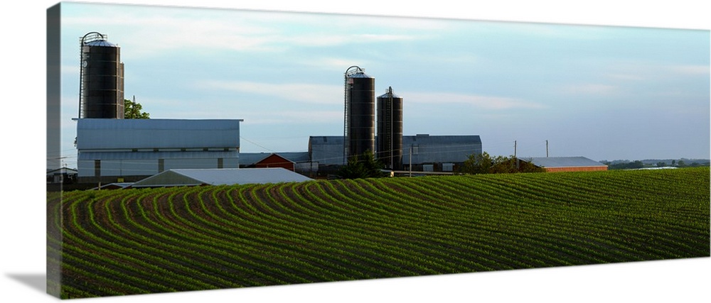 Scenic view of corn field against sky near Potosi, Wisconsin, USA