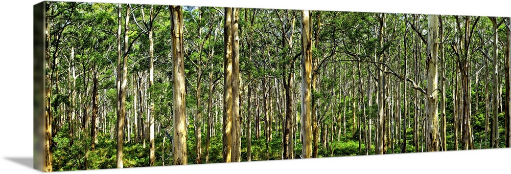 Scenic view of trees in a forest, Boranup Karri Forest, Western Australia, Australia.