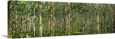 Scenic view of trees in a forest, Boranup Karri Forest, Western Australia, Australia