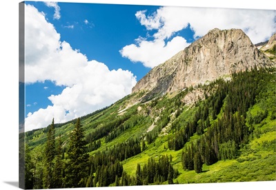 Scenic view of trees on mountain, Crested Butte, Colorado