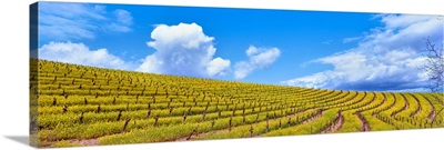 Scenic view of vineyard in springtime, Napa Valley, Napa County, California