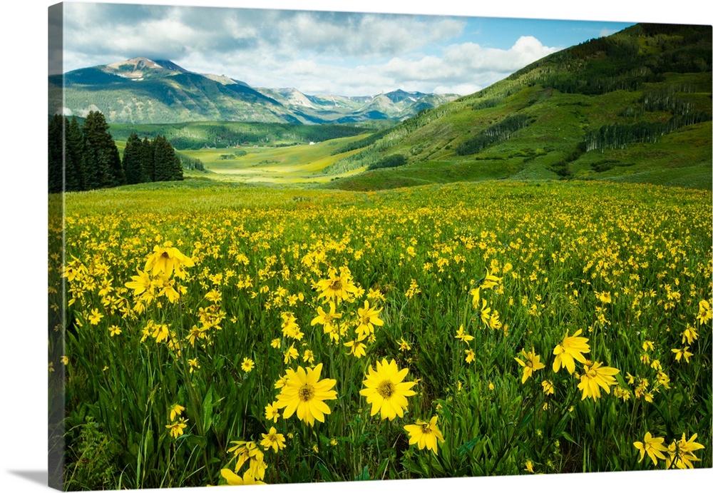 Scenic view of wildflowers in a field, Crested Butte, Colorado, USA