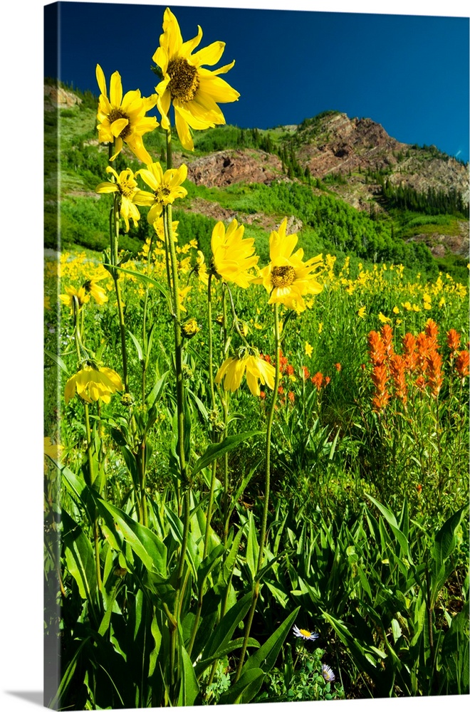 Scenic view of wildflowers in a field, Crested Butte, Colorado, USA