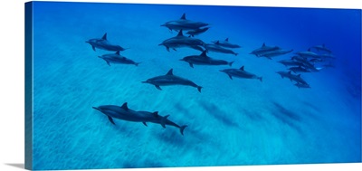 School of dolphins swimming in Pacific Ocean, Hawaii