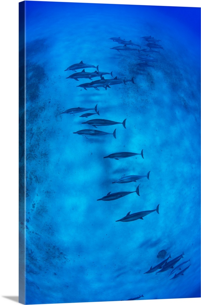 School of dolphins swimming in Pacific Ocean, Hawaii, USA