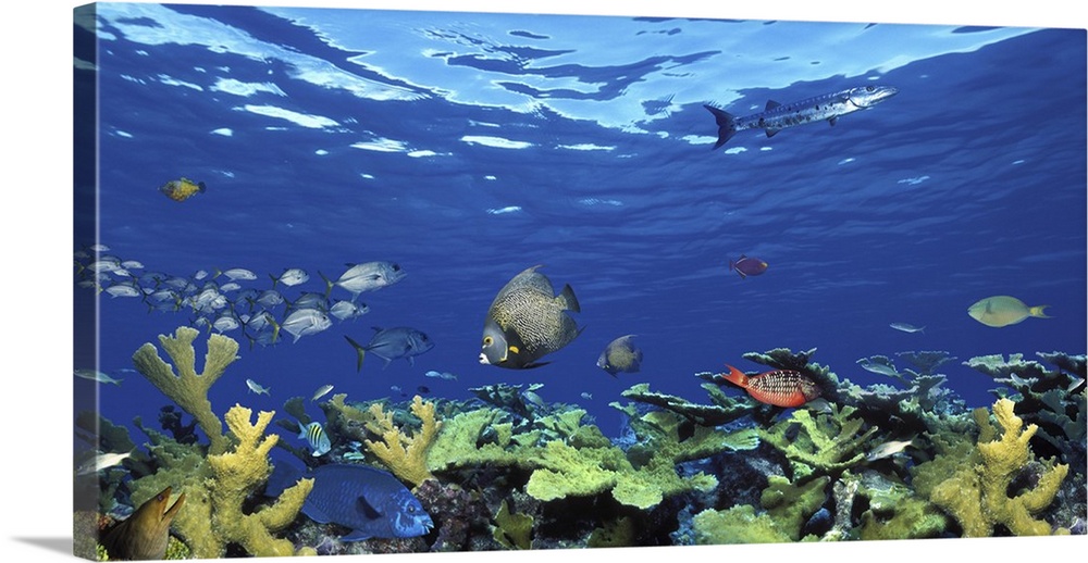 School of fish swimming in the sea, Digital Composite