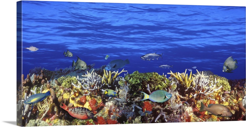 Horizontal photograph on a large canvas of numerous types of tropical fish swimming around a colorful coral reef in deep b...
