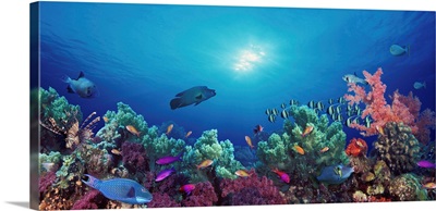 School of fish swimming near a reef, Indo-Pacific Ocean