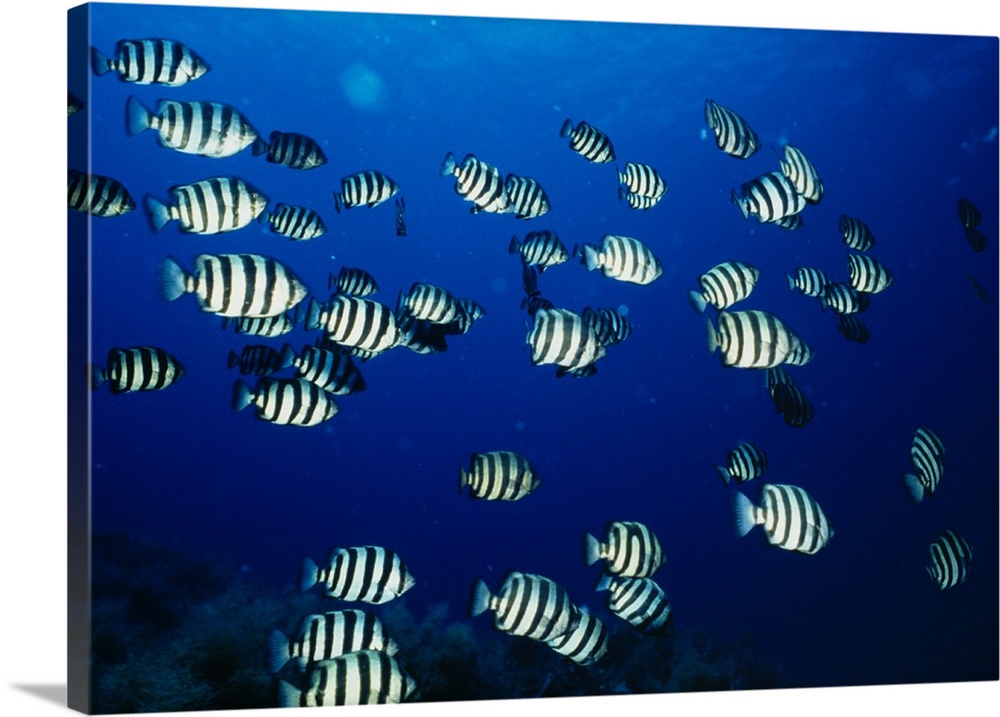 Photograph taken of a large school of black and white fish swimming deep down near coral.