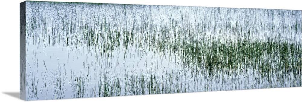 Scotland, Isle of Mull, reed filled pond