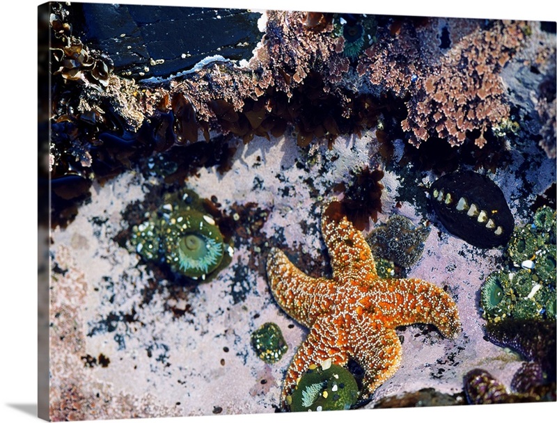 Sea Creatures In Tide Pool | Great Big Canvas