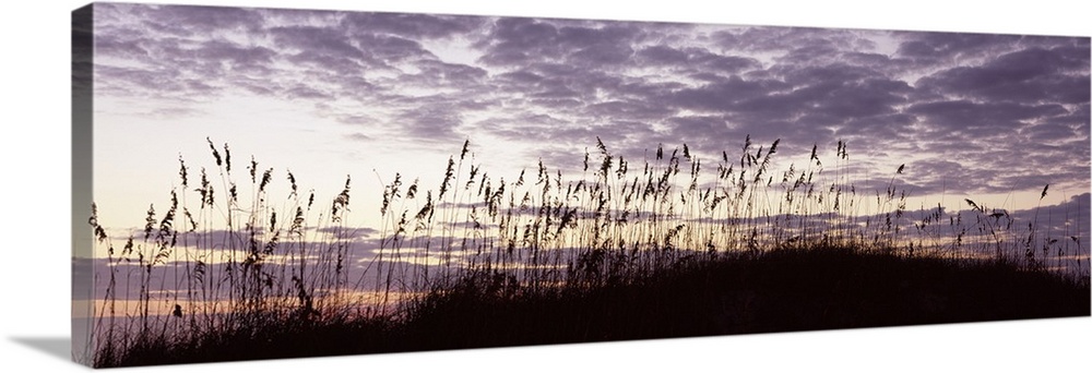 Panoramic photo on canvas of sea grass silhouetted against a sunrise.
