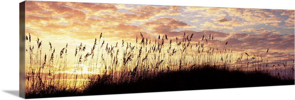 Sea oat grass on the beach, Atlantic Ocean Beach, Amelia Island, Nassau County, Florida, USA