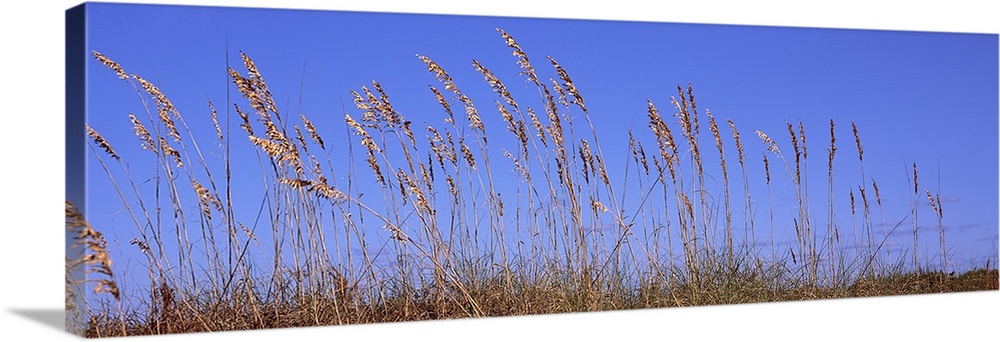 Sea oat grass on the beach, Atlantic Ocean Beach, East Coast, Florida, USA