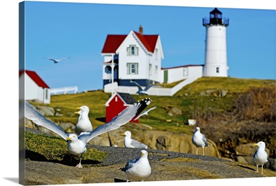 Seagulls at Nubble Lighthouse, Cape Neddick, York, Maine