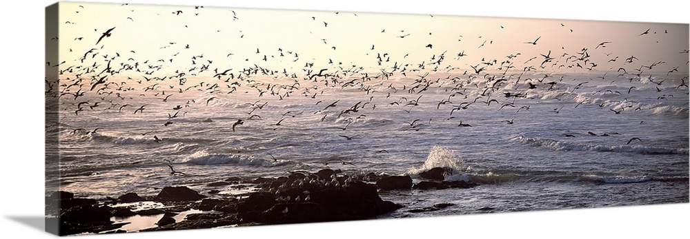 Seagulls flying at a coast in the morning, Baie De Quiberon, Brittany, France