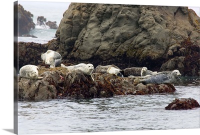 Seals On Rock In Water