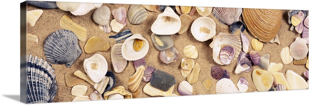 Seashells Wall Art, Canvas Prints, Framed Prints, Wall Peels | Great ...