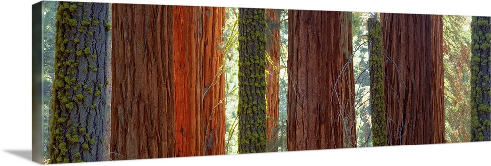 Large horizontal panoramic photograph of sequioa trees in Sequoia National Park, California (CA).