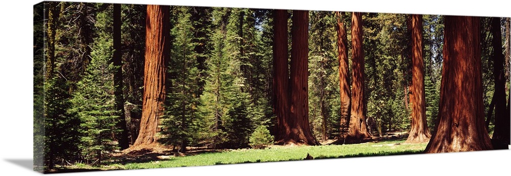Wide angle photograph taken of a national park forest that shows the trunks of large redwood trees.